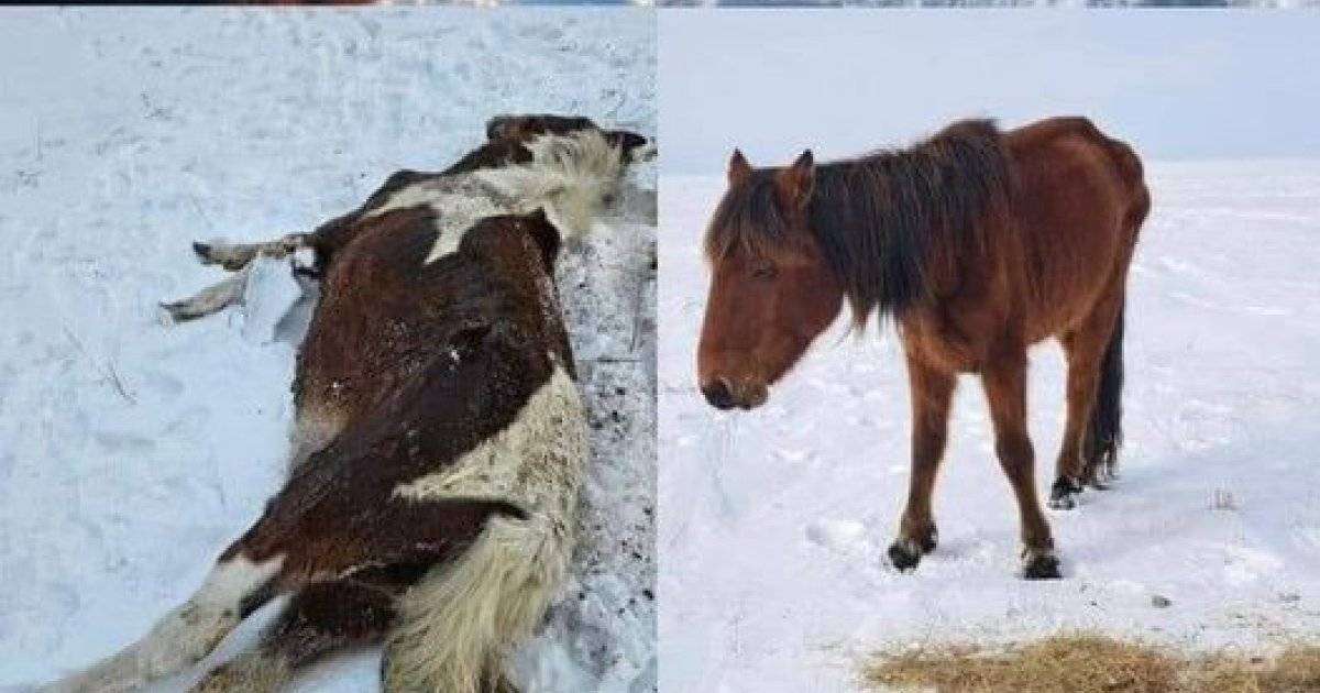 Қымызымен аты шыққан Жаңарарқада жылқы қырылып жатыр