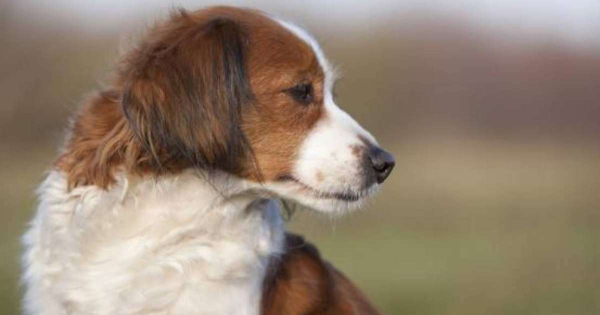 Орал тұрғыны ит зорлаған