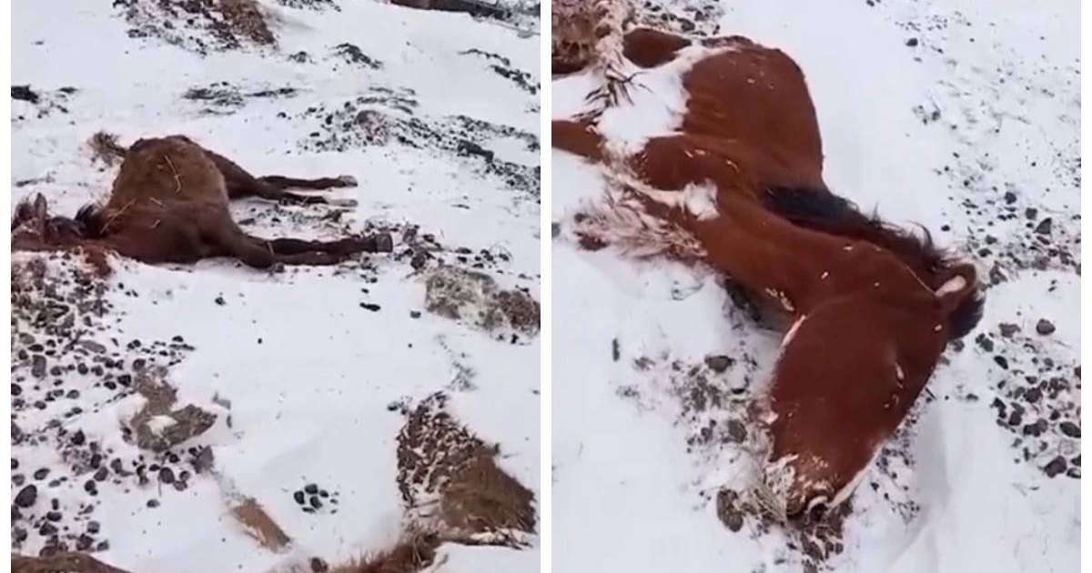 Ақмола облысында жылқылар аштан қырылып жатыр