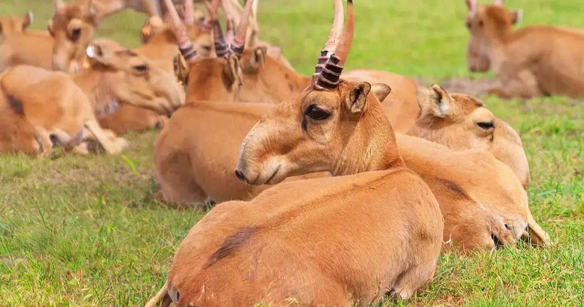 Лицензиясы бар кез-келген аңшыға киік атуға құқық беріп қойдыңыздар – депутат Үкіметті сынға алды