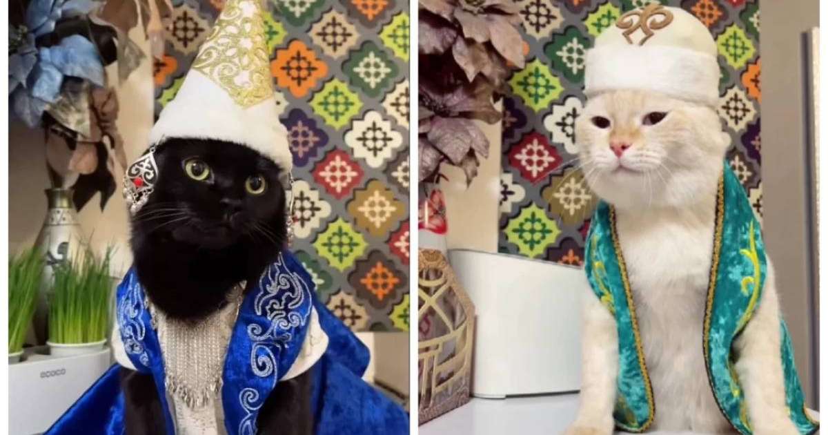 Ұлттық нақыштағы киім киген алматылық мысықтар көпшілікті тәнті етті (ВИДЕО)
