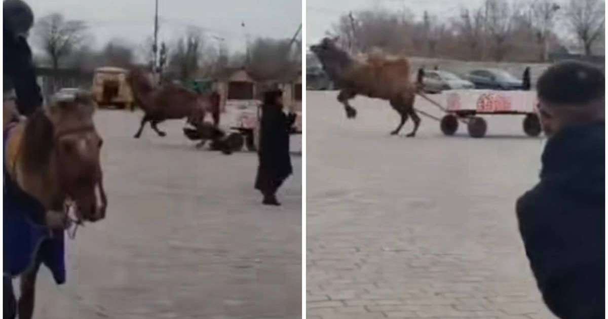 Балқаштағы алаңда мереке кезінде түйе ер адамды таптап кете жаздады (видео)