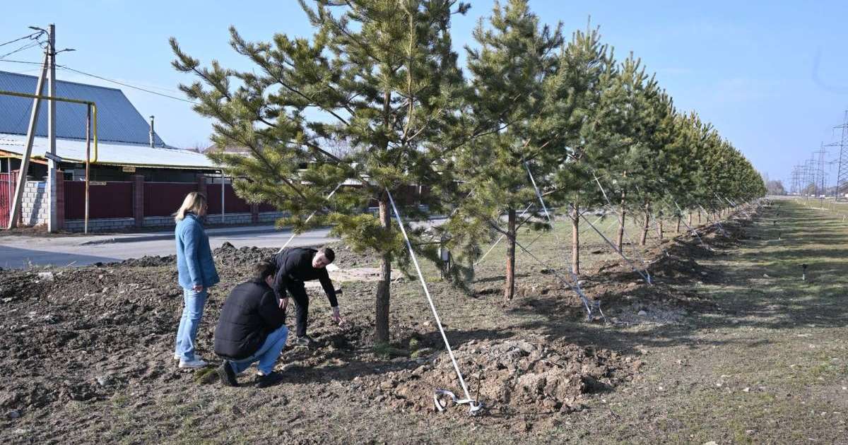 Крупномерные саженцы украсили сквер микрорайона Карасу