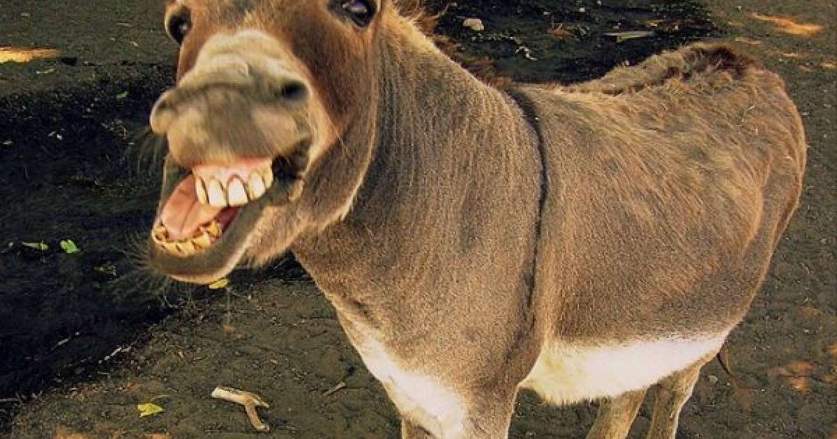 Армян әйелдерінің кеуделі суреттері