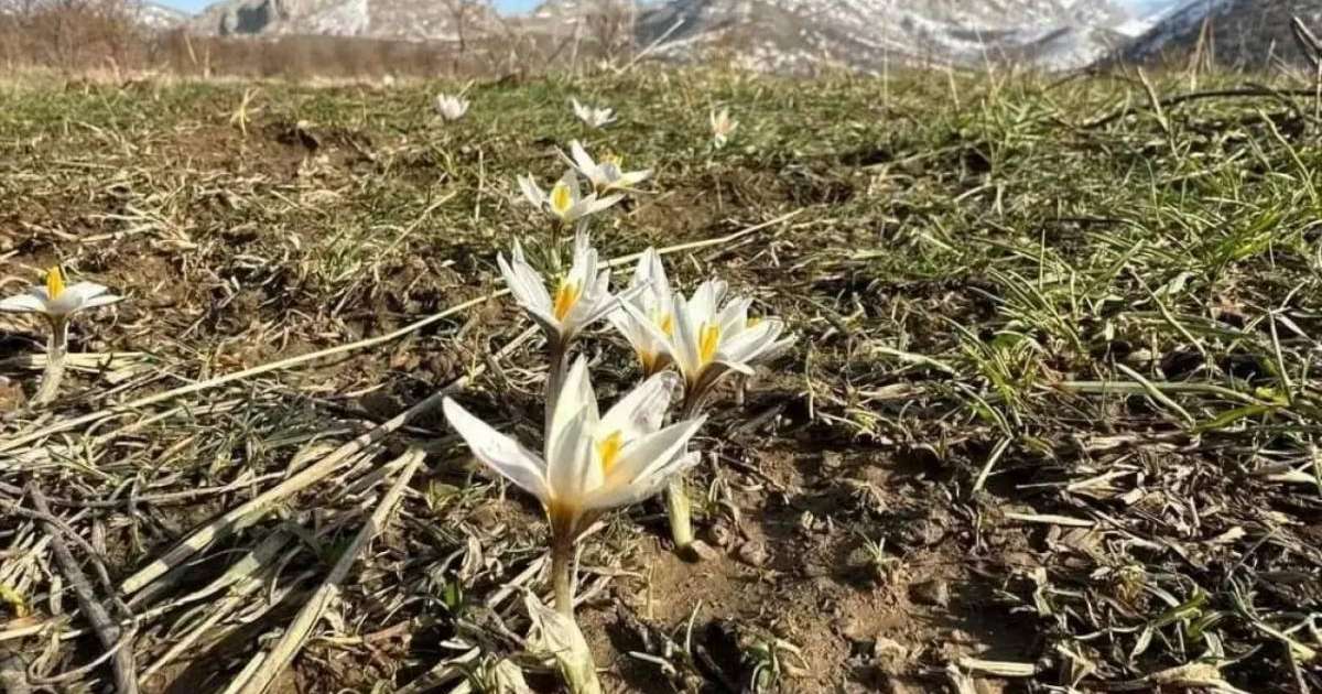 Түркістан облысында бәйшешек бүр жарды