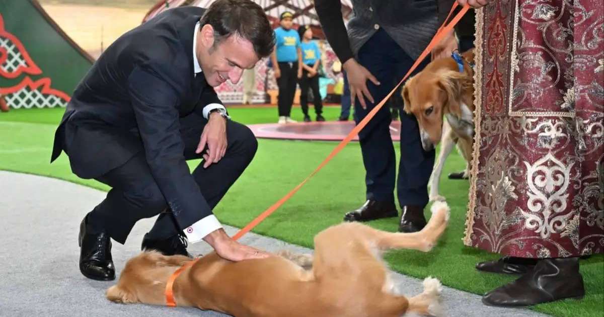 Тоқаев Макронға сыйлаған тазы күшіктеріне Жюль және Жанна деген есім берілді