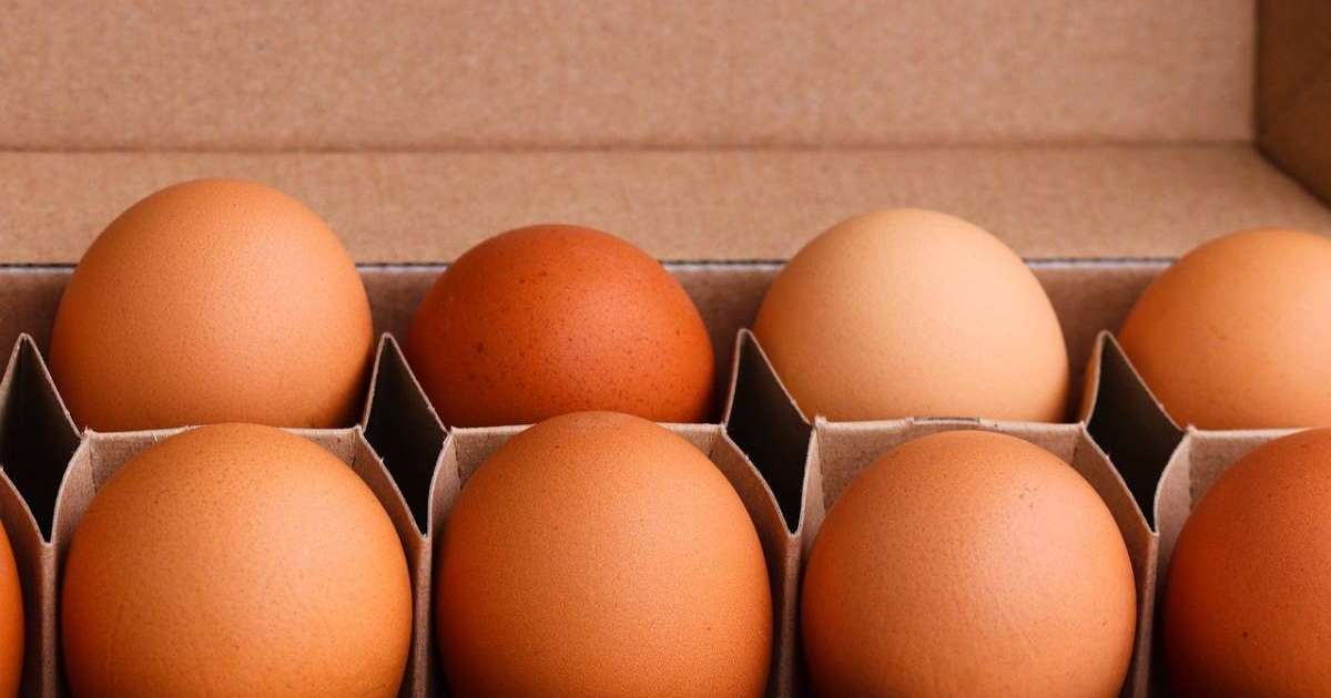 Қазақстанда жұмыртқа бағасы шарықтап кетті: 10 данасы 600 теңге