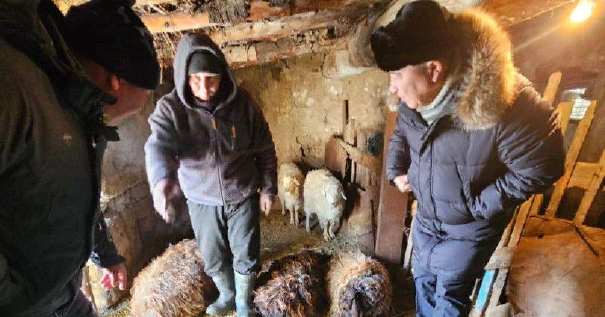 ШҚО-да белгісіз аң бір үйдің 15 қойын қырып кетті