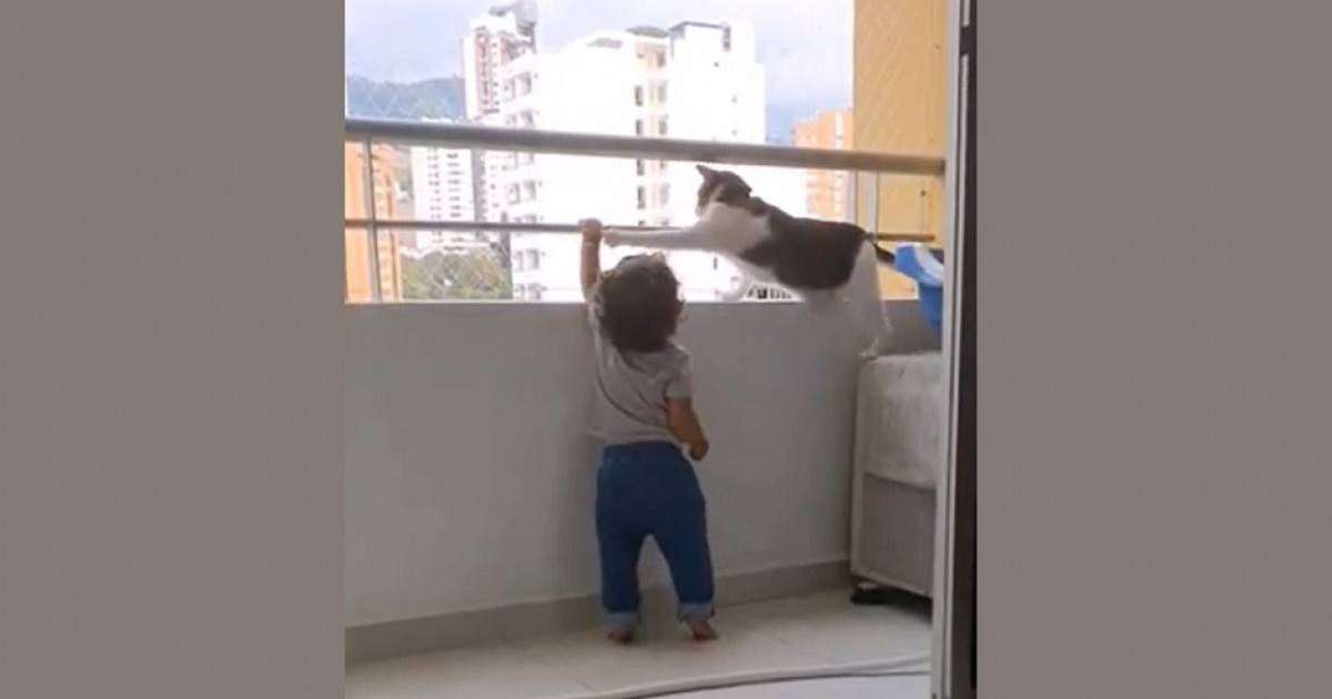 Бүлдіршінді өлімнен аман алып қалған мысық жұртты сүйсіндірді (видео)