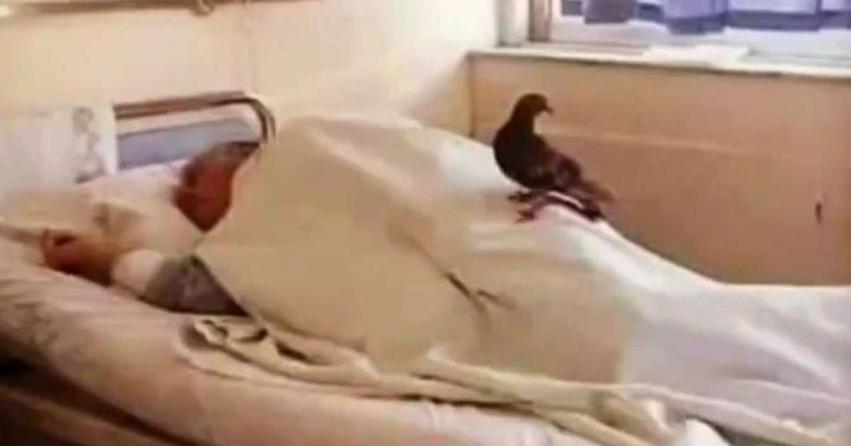 Туыстары іздемеген. Науқасты екі күнде бір келіп "жұбатқан" кептер жүректерді елжіретті