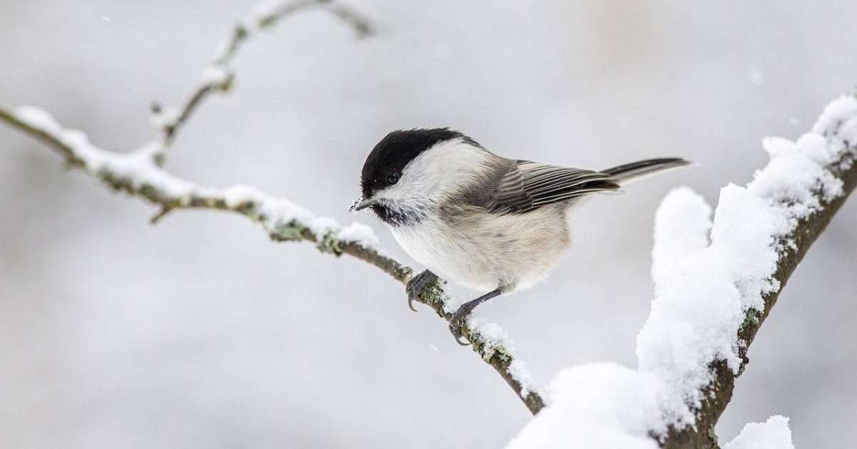 Демалыс күндері 40 градусқа дейін күн суытады