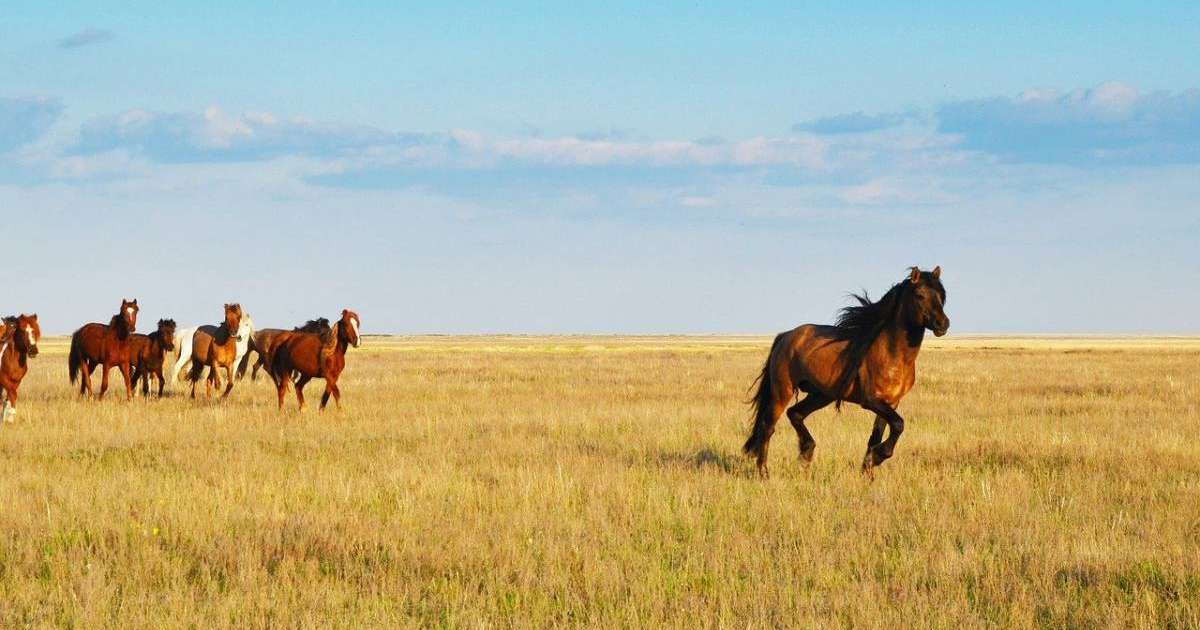 Солтүстік Қазақстан облысы "қызыл аймаққа" енді