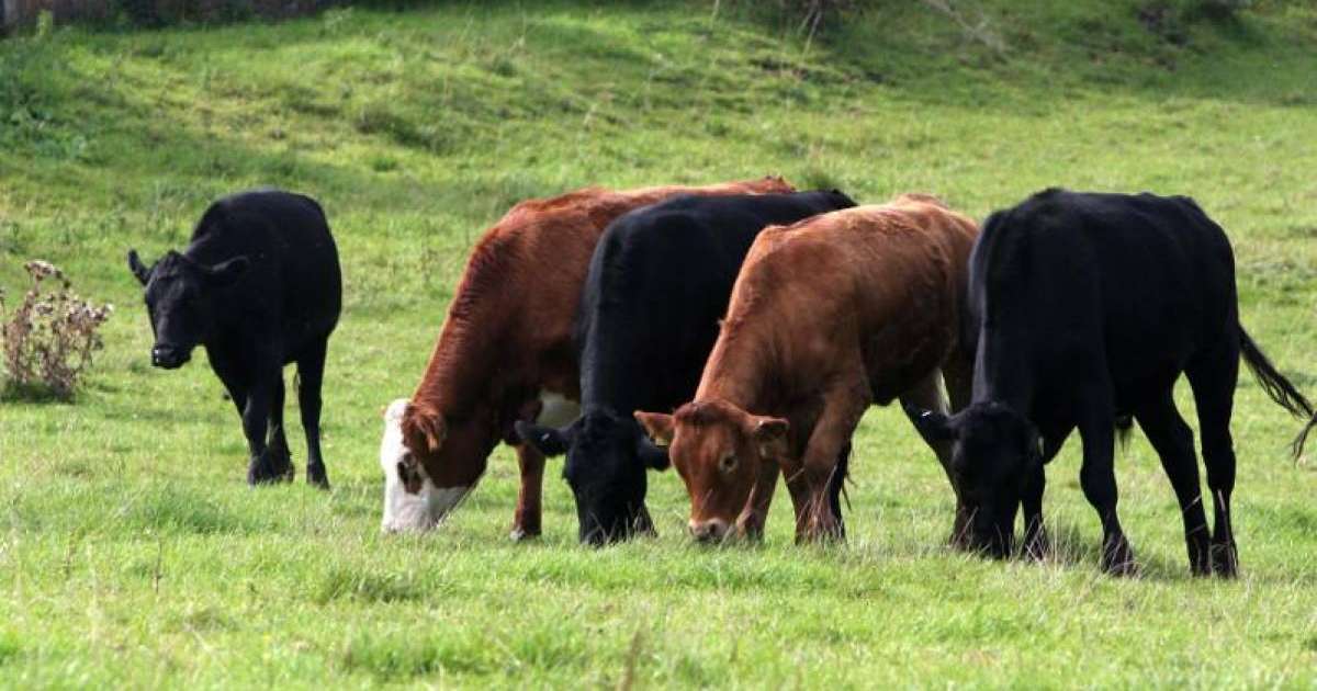 托卡耶夫就阿克莫拉州农牧产业发展下达指示