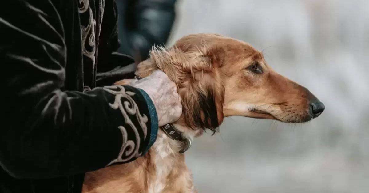 Қазақстанда тазы мен төбет күні атап өтілетін болды