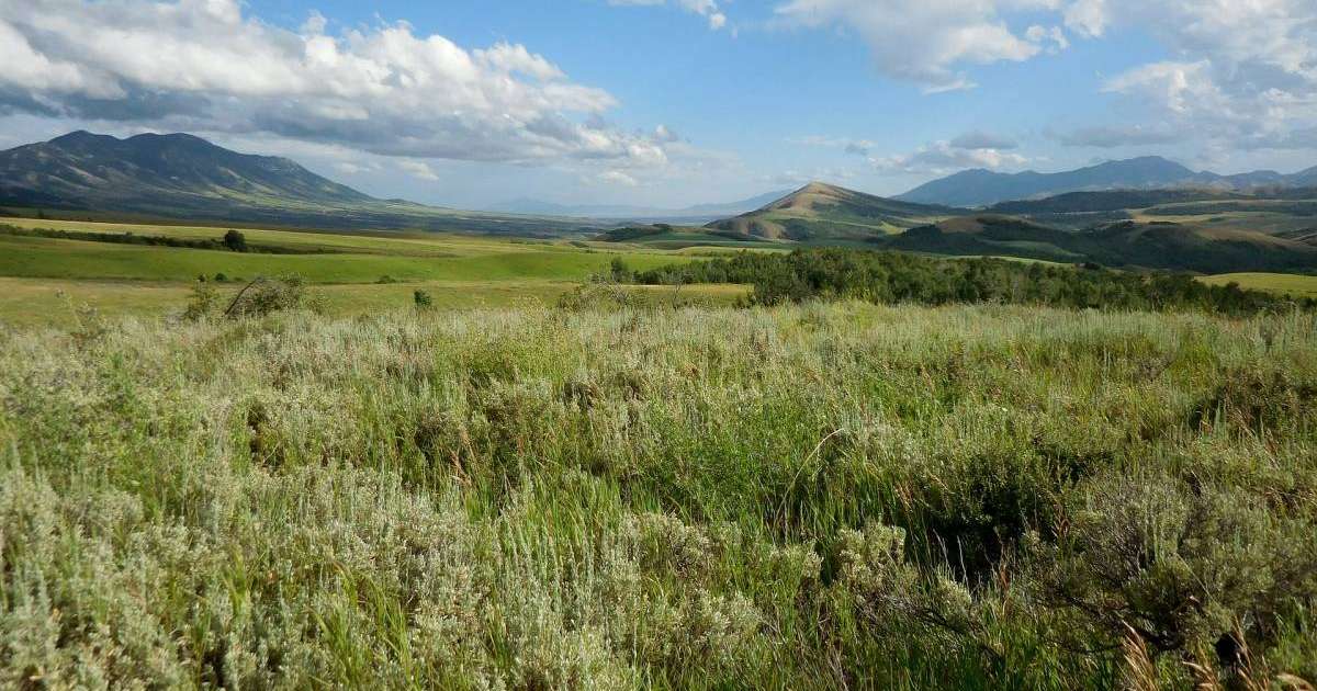 Қазақстанда өсетін шөптің коронавирусты тежейтіні дәлелденді