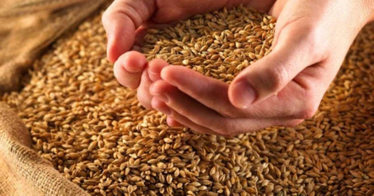 Биыл астық тапшылығынан шаруалар шығынға батуы мүмкін (Видео)