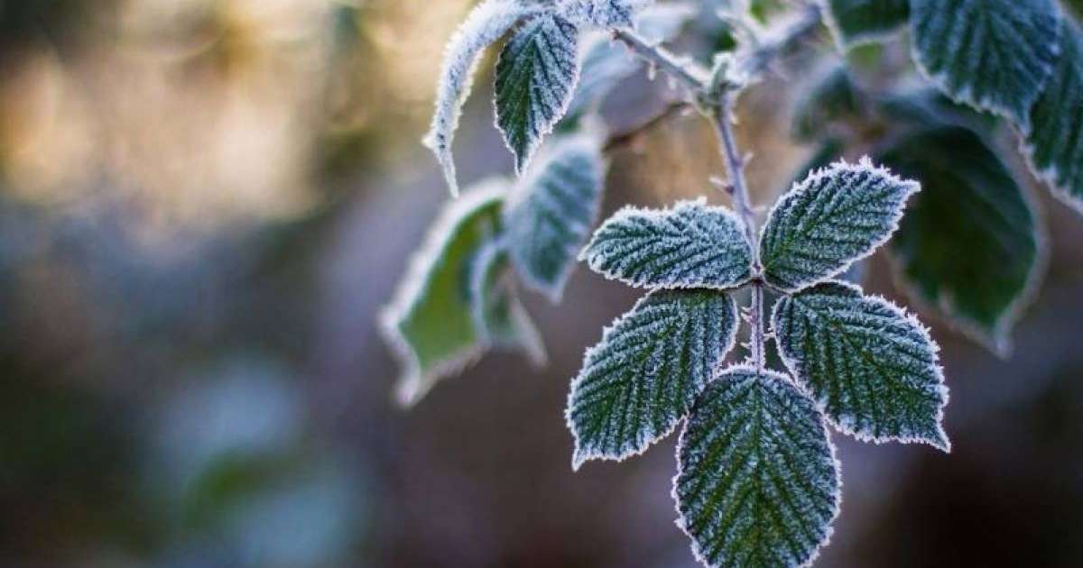 Қазақстанның бес облысында үсік жүреді