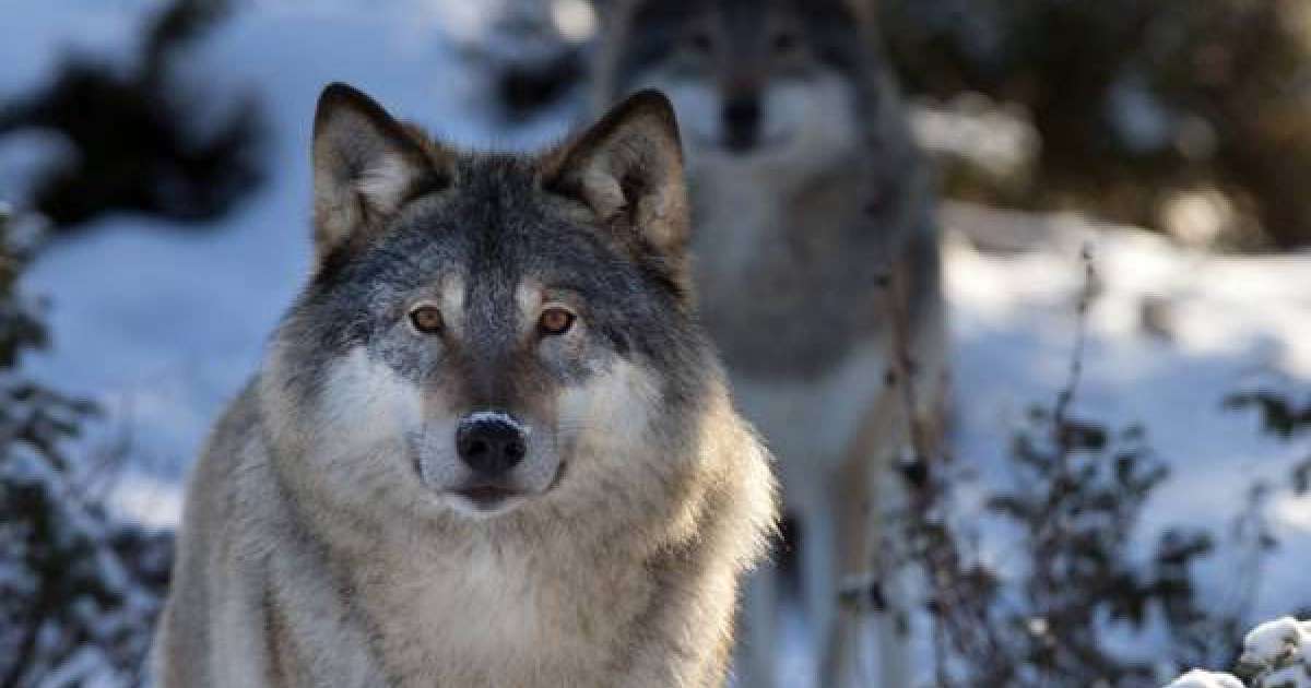 Көкжал деген не?