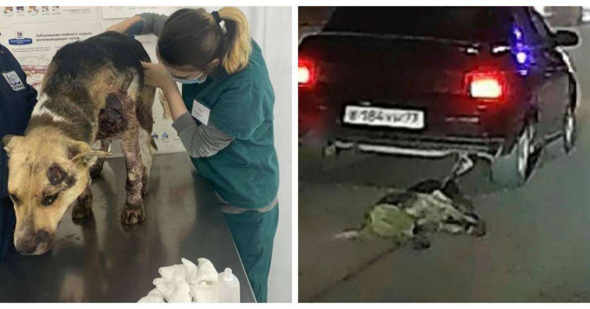 Атырауда көлікпен сүйреген иттің жағдайы белгілі болды