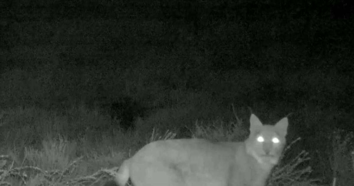 动物学家在恰仑国家公园发现稀有动物猞猁