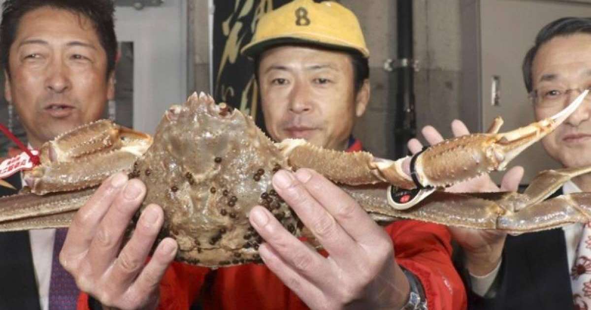 日本雪蟹拍出500万日元世界最高价