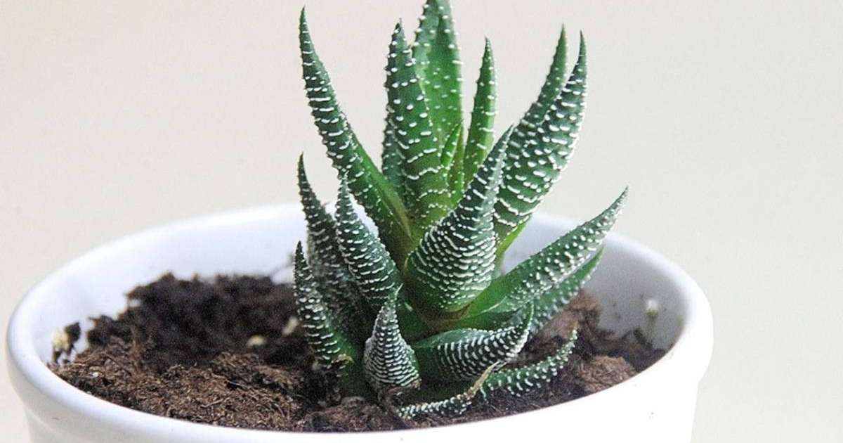 Алоэ өсімдігі туралы ғылыми жоба - ерекшелігі және емдік қасиеті