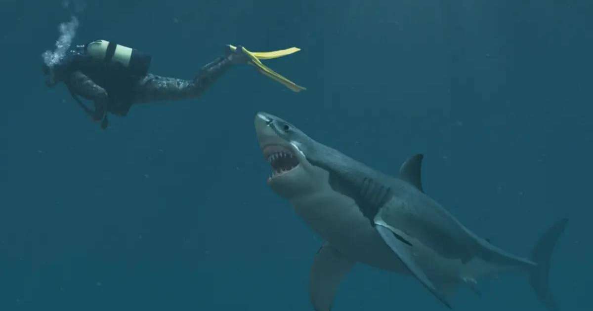 Египетте акулалар адамдарға шабуыл жасап, бір туристі жеп қойды