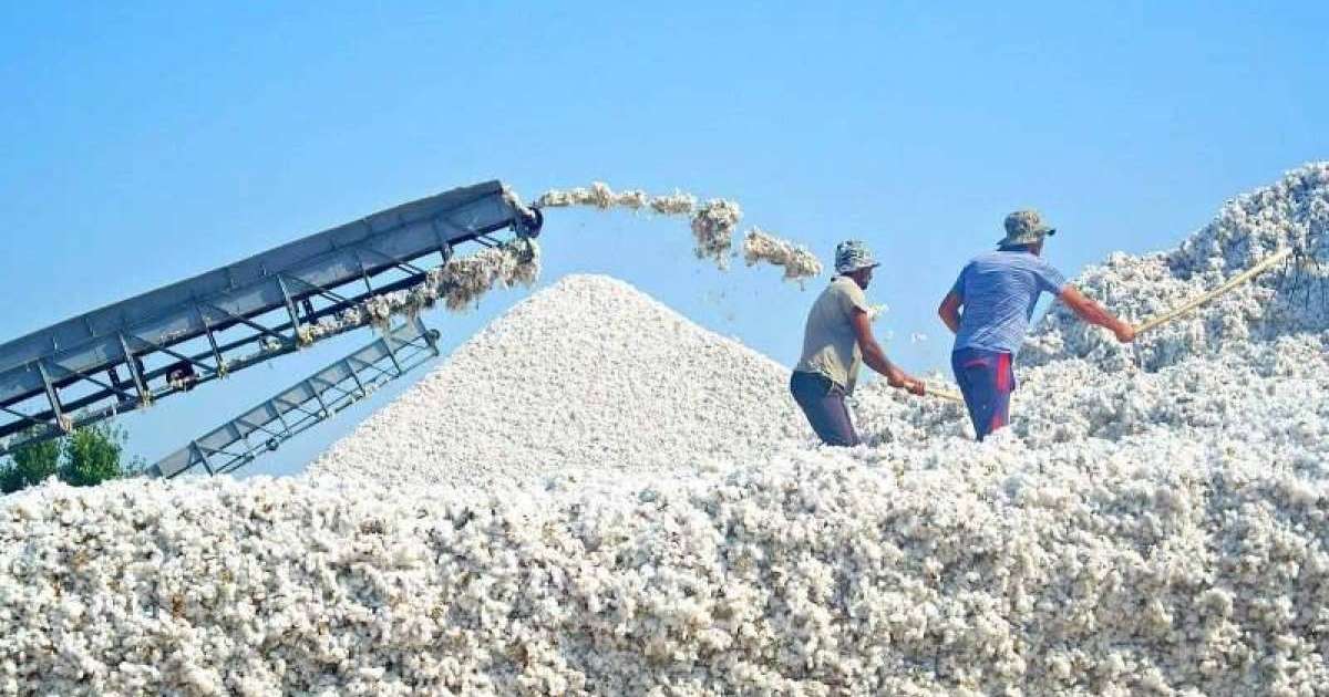 2019年哈萨克斯坦棉花产量预计达34万吨