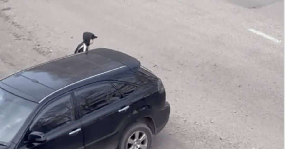 "Жүгір немесе өлесің" ойыны: ІІМ мәлімдеме жасады