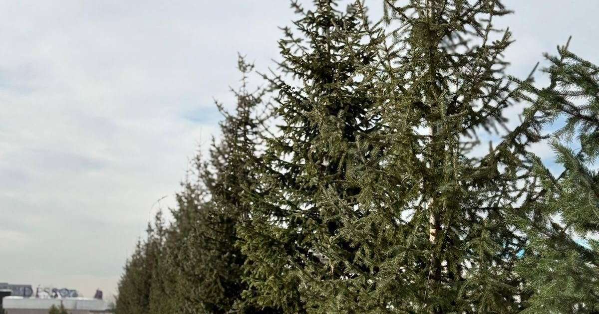 Алматы обновляет городской ландшафт: высажены крупномерные хвойные деревья