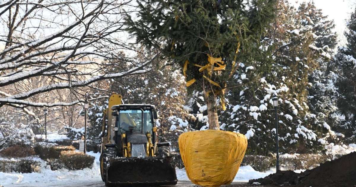 Алматы қалалық ландшафтты жаңартуда: қылқан жапырақты биік ағаштар отырғызылды
