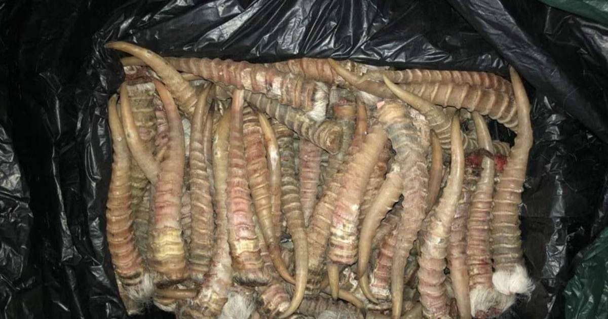 БҚО тұрғынынан киіктің мүйіздері табылғаны хабарланды