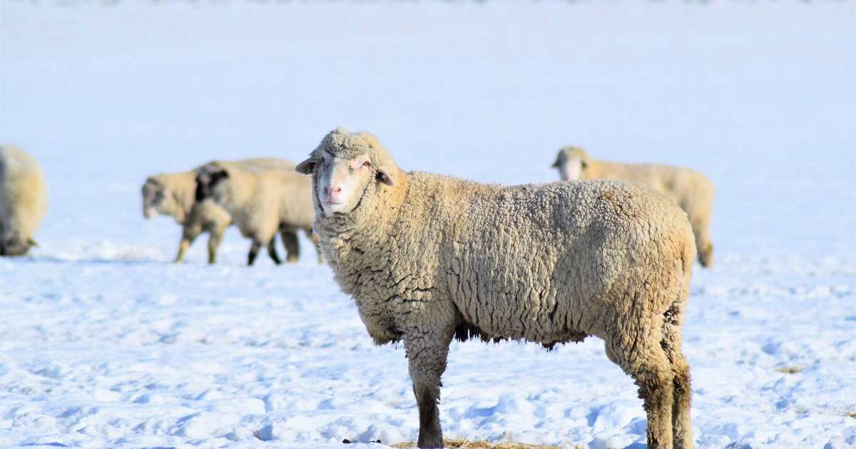 30 градус аяз. Қазақстанның бірнеше өңірінде ескерту жарияланды