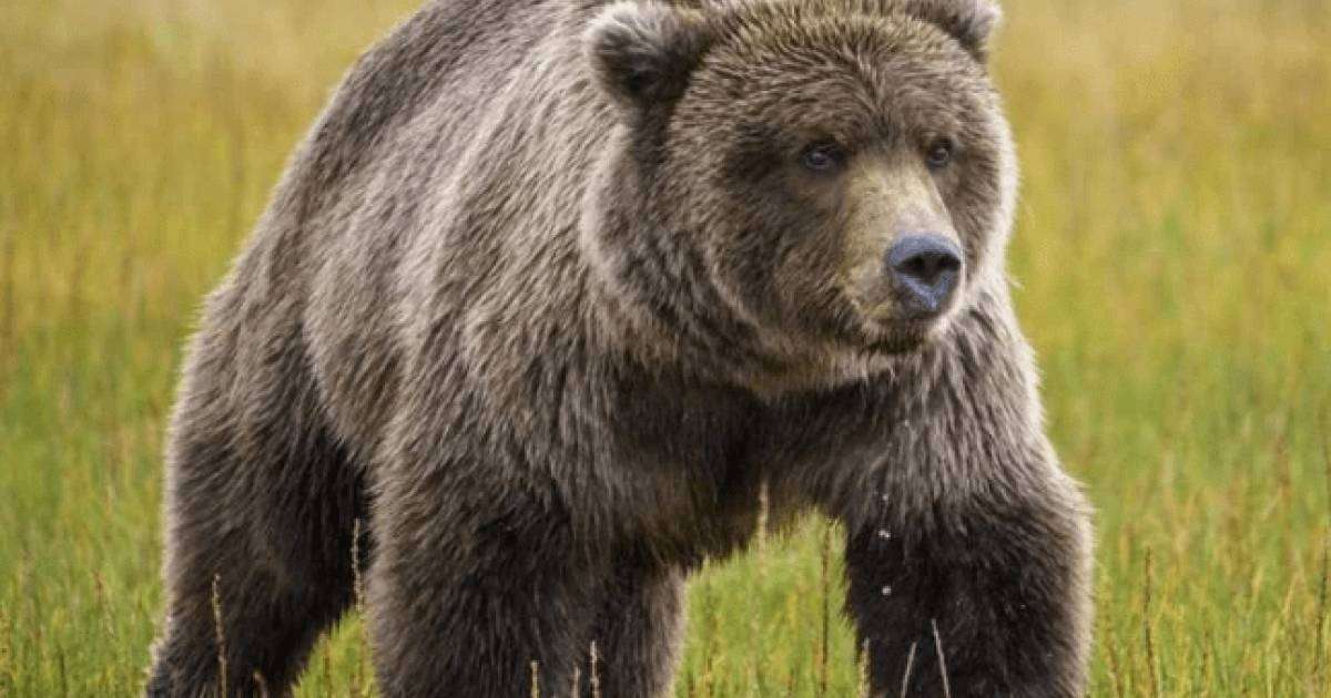 15 жастағы бала аюмен төбелесіп, әкесін өлімнен аман алып қалды