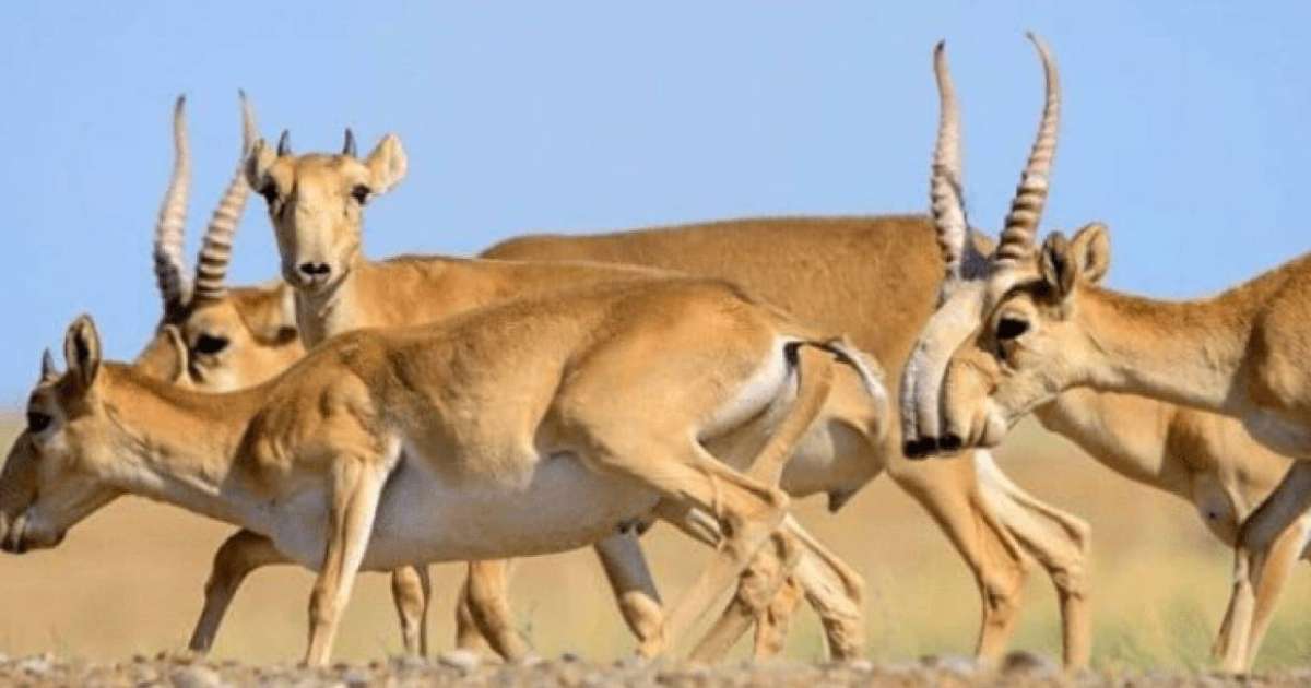 Елімізде ақбөкендердің жаппай қырылуы болжануда