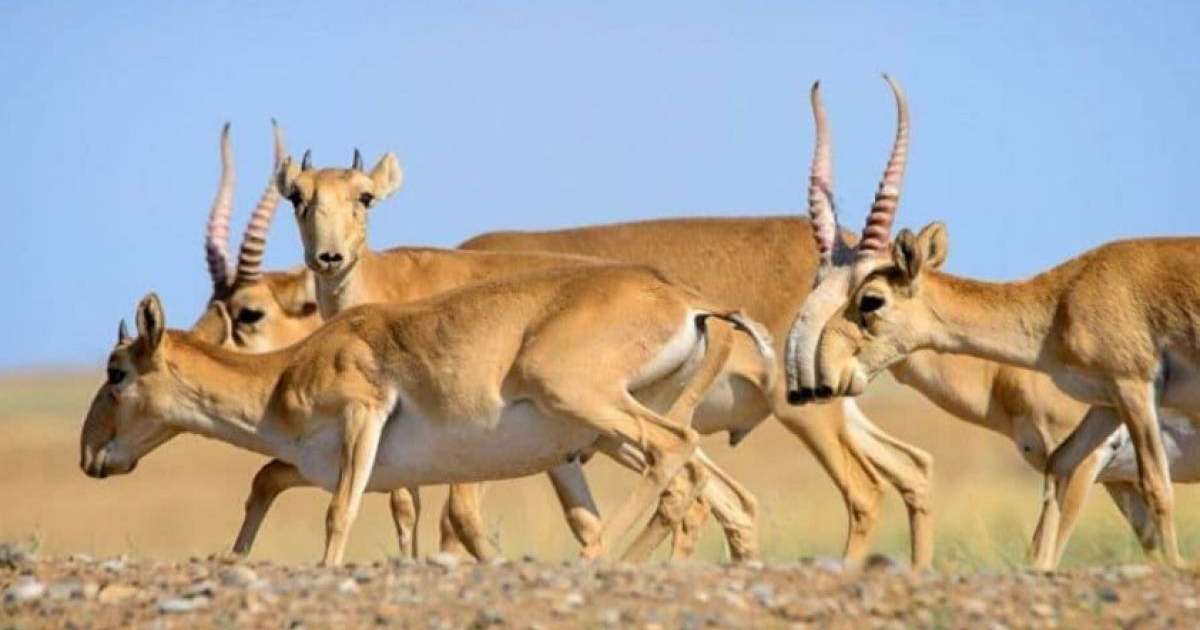 Қазақстанда ақбөкендерді аулауға рұқсат беріледі