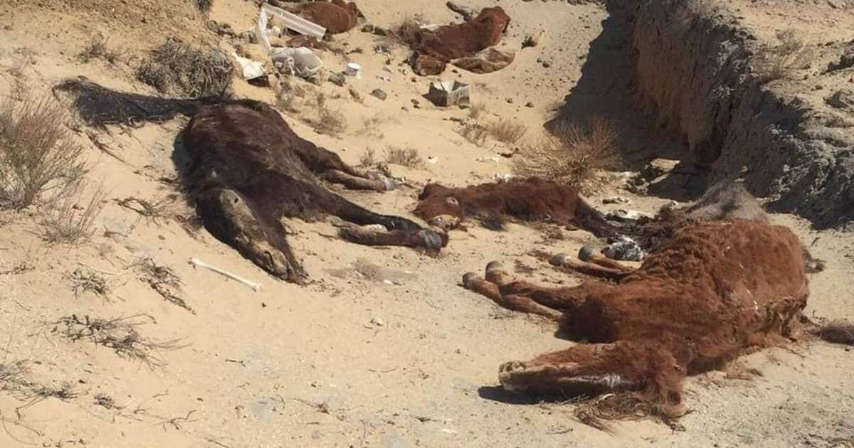 Қызылорда мен Маңғыстау облыстарында 2 мың ірі қара аштан өлді