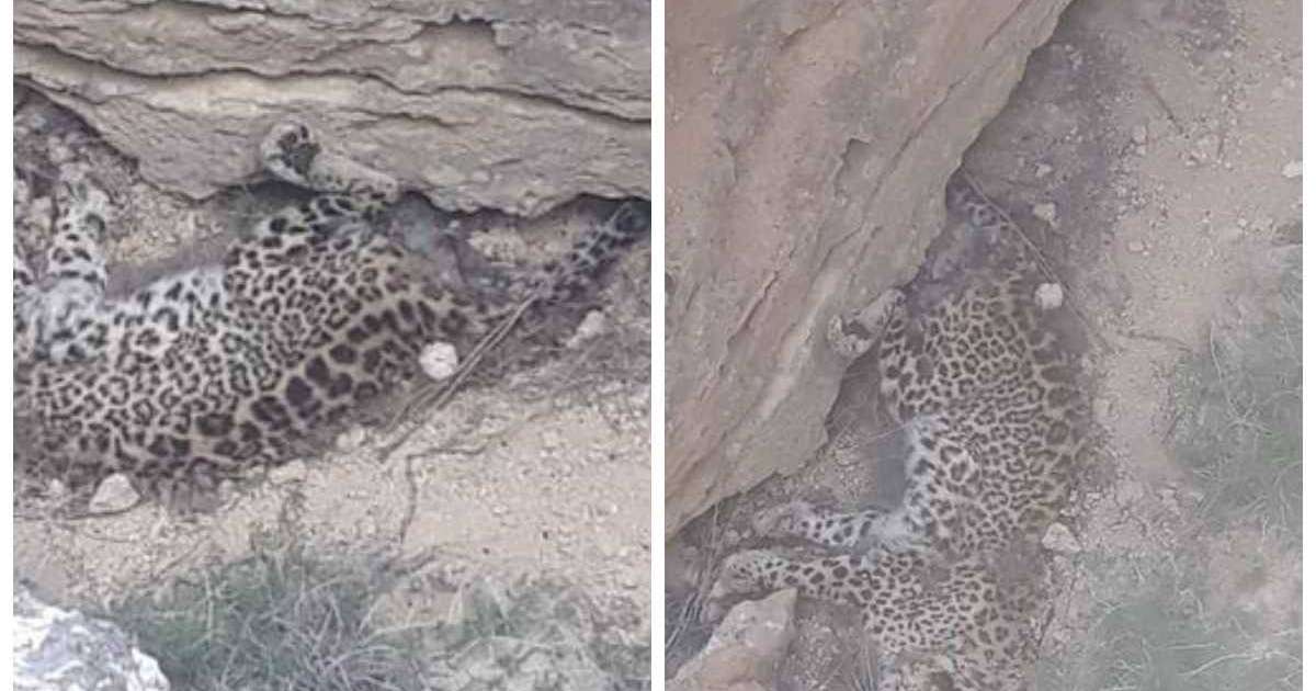 Қызыл кітапқа енген жануар: Маңғыстауда өлі қабылан табылды (видео)