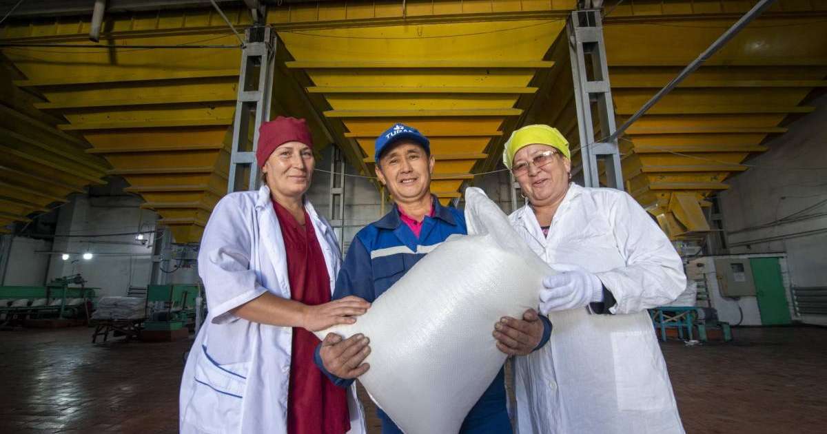 Жетісу облысы биыл қызылшадан 47 мың тонна қант өндіруді жоспарлап отыр