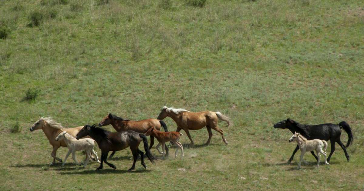 Жетісу облысында ет өндірісі 28,6 мың тоннаға, сүт өндірісі 87,3 мың тоннаға жетті