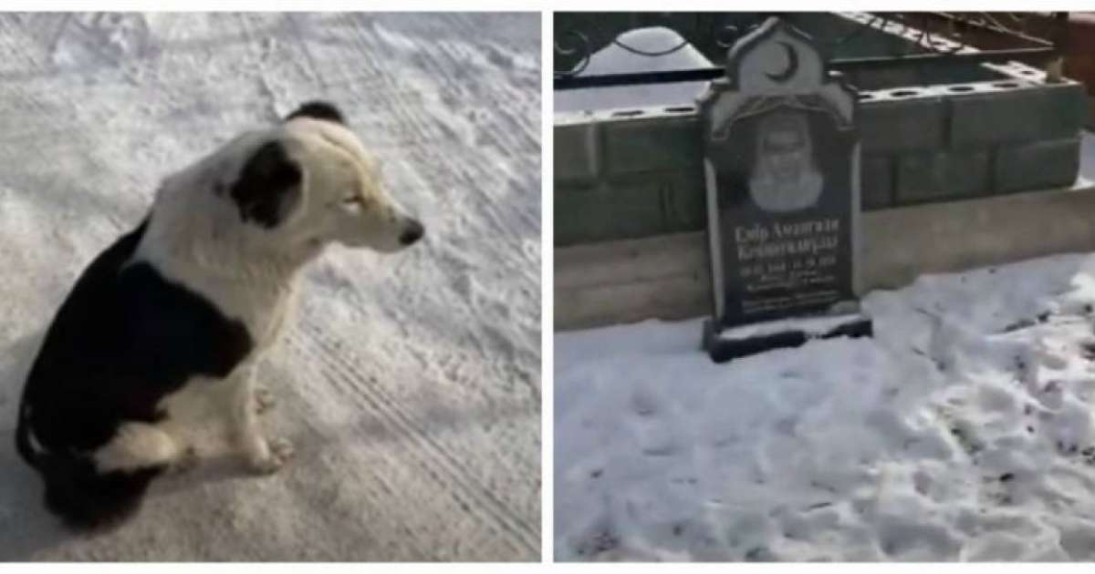 Алматы облысында иесінің зиратын күзеткен "Хатико" жұртты сүйсіндірді (видео)