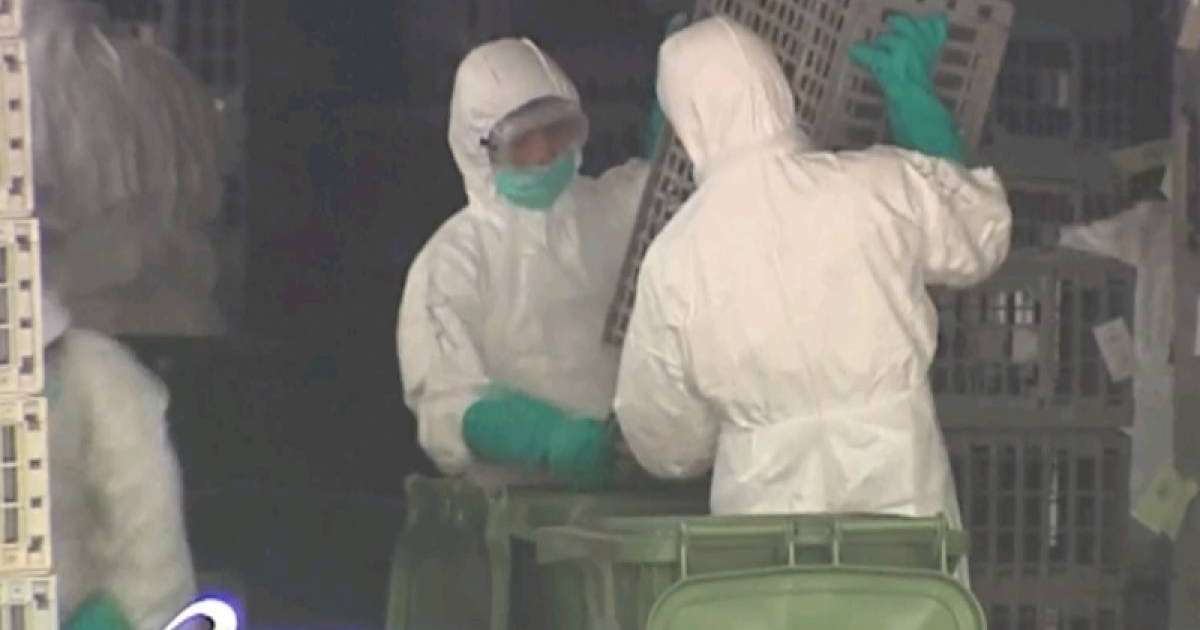 Қытайда құс тұмауы алғаш рет адамға жұқты: ДДСҰ дабық қақты