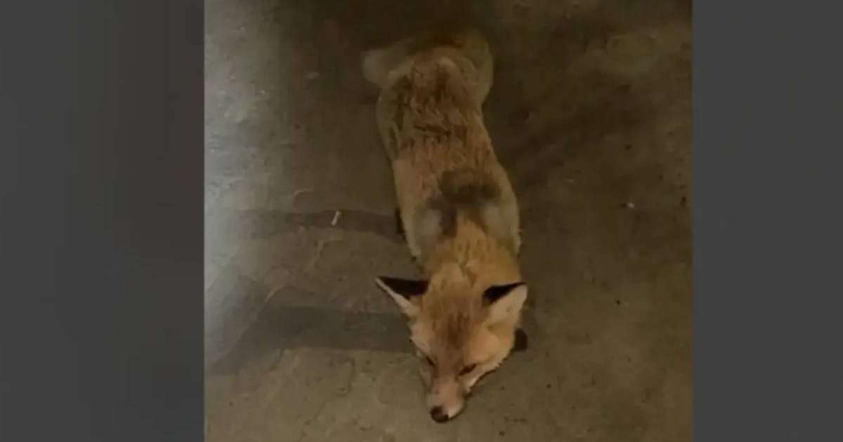 Қостанай облысында жабайы түлкілер адамдарға шабуылдай бастаған