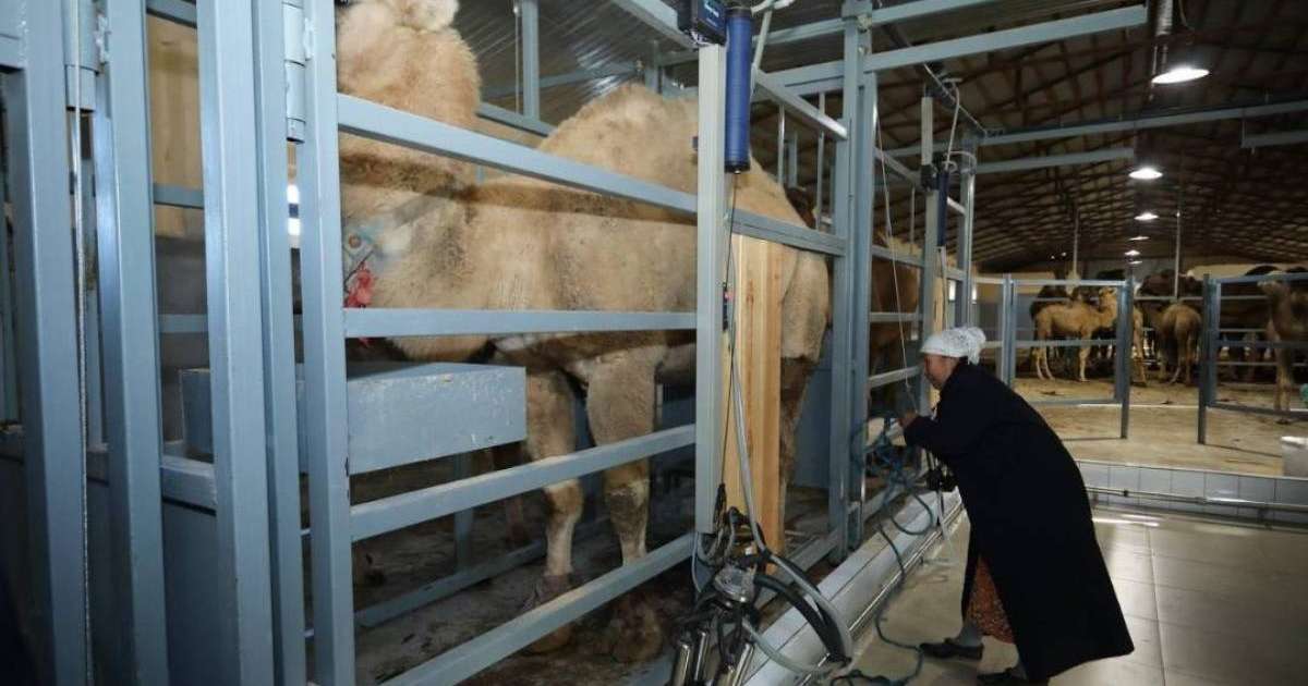 Қазақстанда алғаш рет түйе сүтін автоматтандырылған әдіспен сауатын цех жұмысын бастады