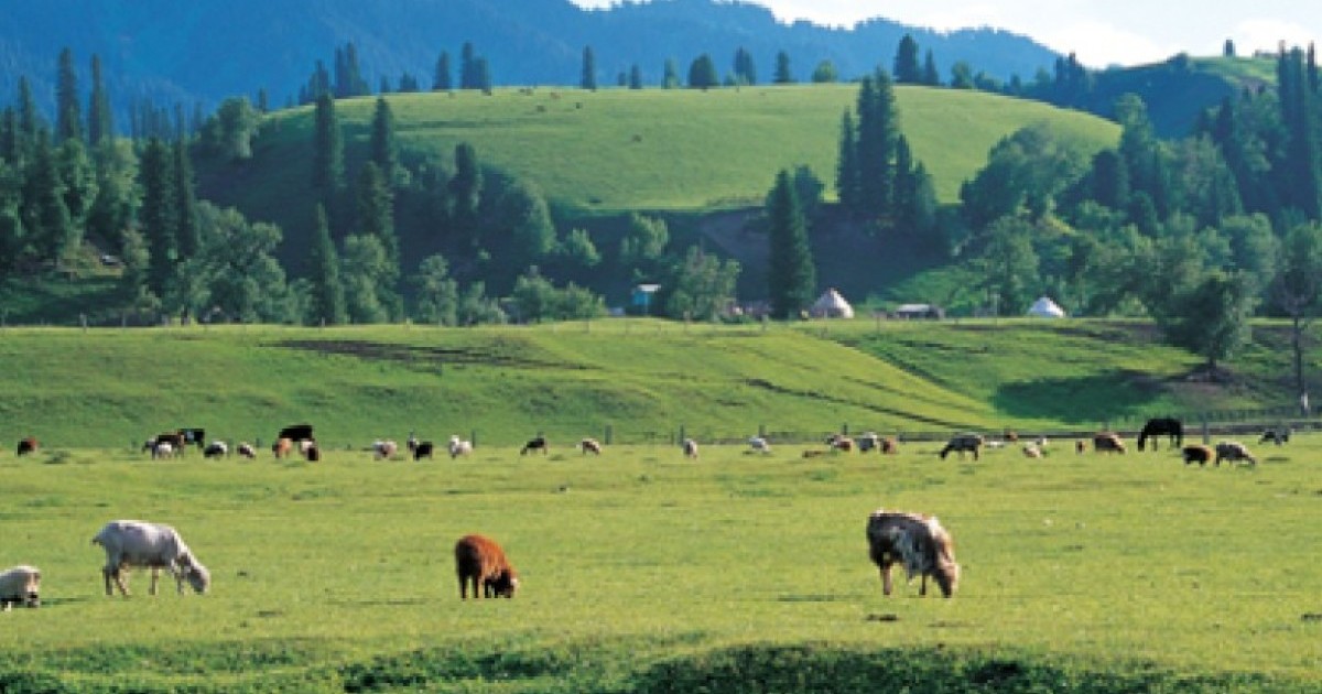 Алматы облысында экс-әкімнің ұлы қала аумағындай жерге иелік етеді: облыс әкімі не дейді