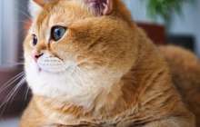 Мысықтын пайдасы