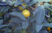 Елордадағы бақта банан мен апельсин өсіп тұр