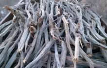 Алматы облысында сексеуіл ағаштарын заңсыз кескен браконьер ұсталды