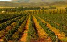 Ақтөбеде көкөніс өсіремін деген адамдарға суармалы жер жалға беріледі