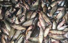 Жайықтағы балықтардың қырылуын ІІМ зерттейді